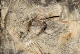 Beautiful, Petrified Wood (Araucaria) Slab - Madagascar #304807-1